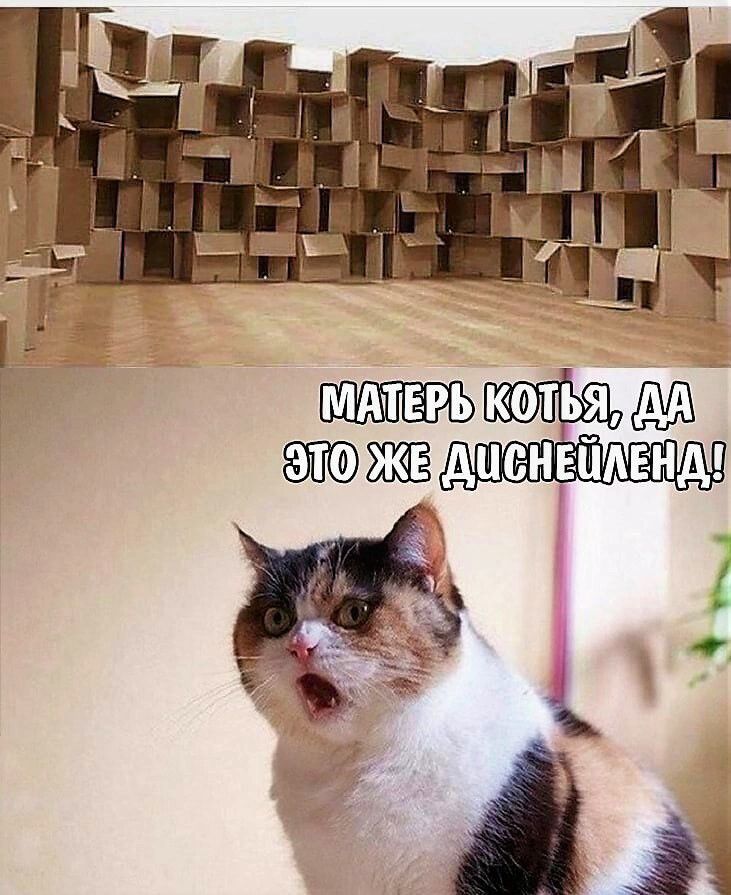 т