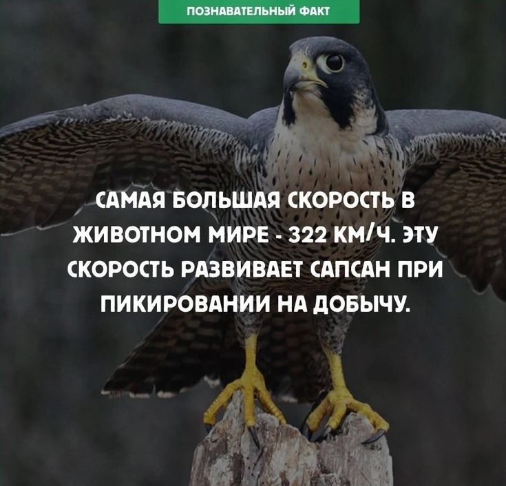 дд САМАЯ БОЛЬШАЯ СКОРОСТЬ В ЖИВОНОМ МИРЕ 322 КМЧ ИУ СКОРОСГ Ь РЛЗВИВАЕ САПСАН ПРИ ПИКИРОВАНИИ Нд дОБЫЧУ