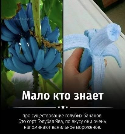 Мало кто знает про ущспвпвание голубых бцнанпв это от Голубая Ява по вкусу они очень напоминают ванильное мороженое