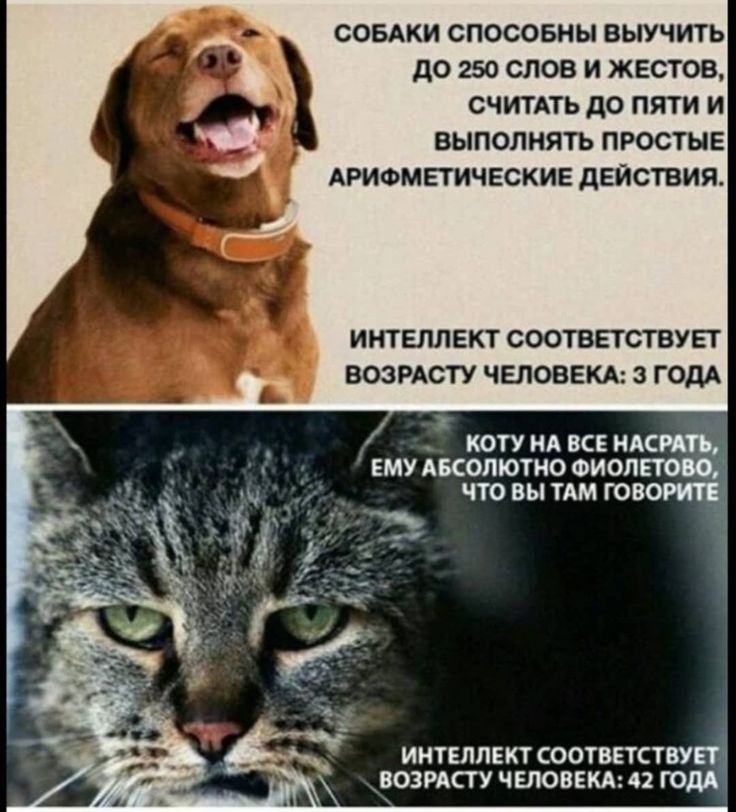 семки спосовиы выучить до 250 слов и жестов считдть до пяти и выполнять простые АРИФМЕТИЧЕСКИЕ действия ИНТЕЛЛЕКТ СООЁЕТСТВУЕТ возисту чаповвкх годА х _ коту ил к икры ему Аколютио шит тю что вы им юао инЕдПЕКТ оотвпавуп возисту целевым и года