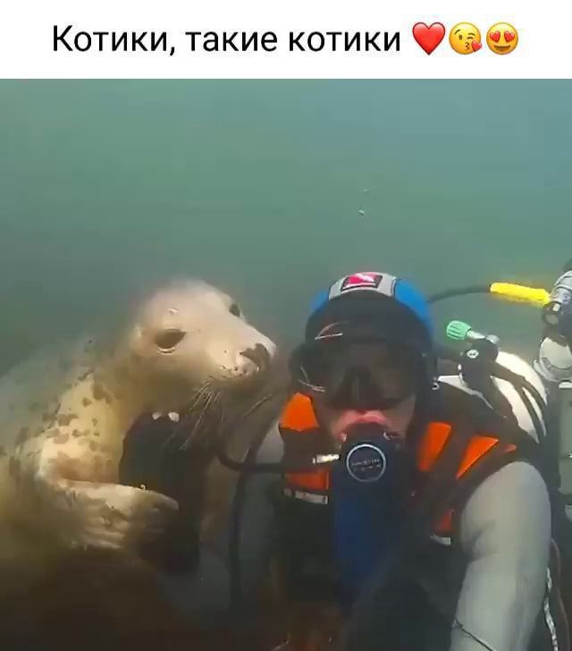 Котики такие котики