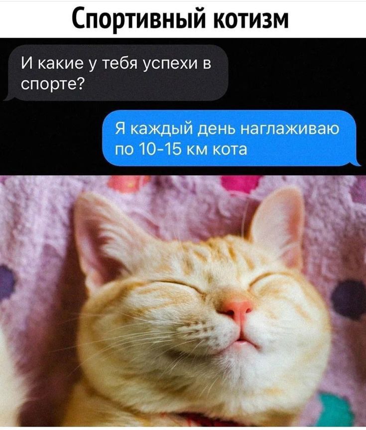 Спортивный котизм И какие у тебя успехи в спорте Я каждый день нагпаживаю по 10 15 км кота