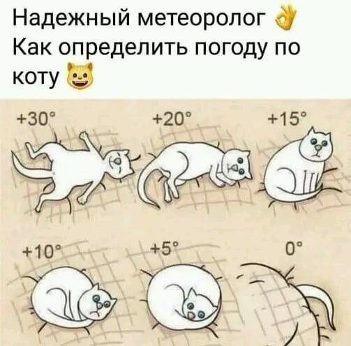 Надежный метеоролог 0 Как определить погоду по