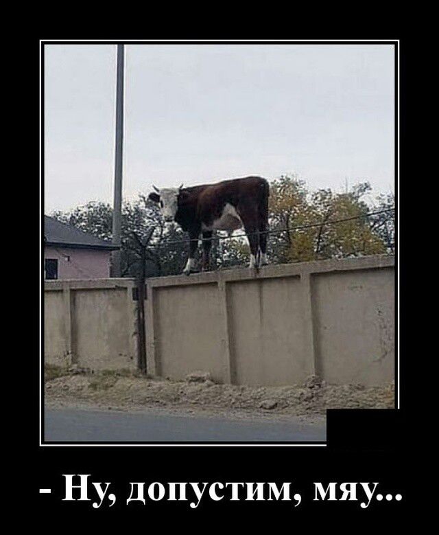 НУ допустим мяу