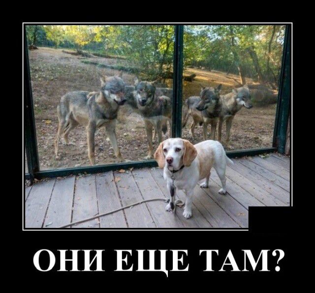 ОНИ ЕЩЕ ТАМ