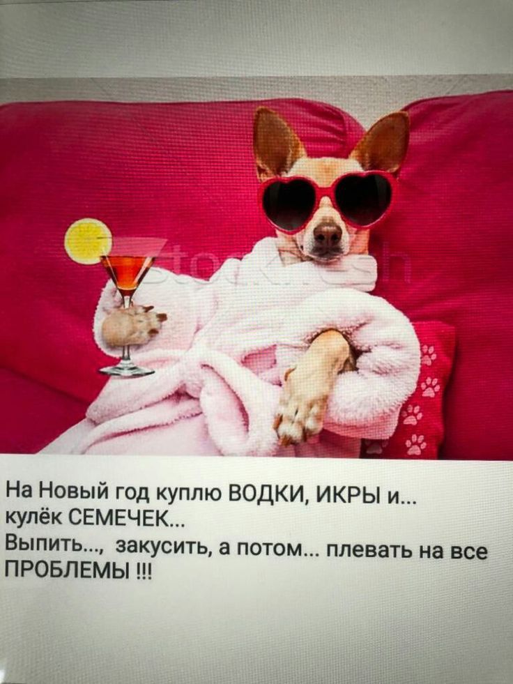На Новый год куплю ВОДКИ ИКРЫ и купек СЕМЕЧЕК Выпить закусить а потом плевать на все ПРОБЛЕМЫ