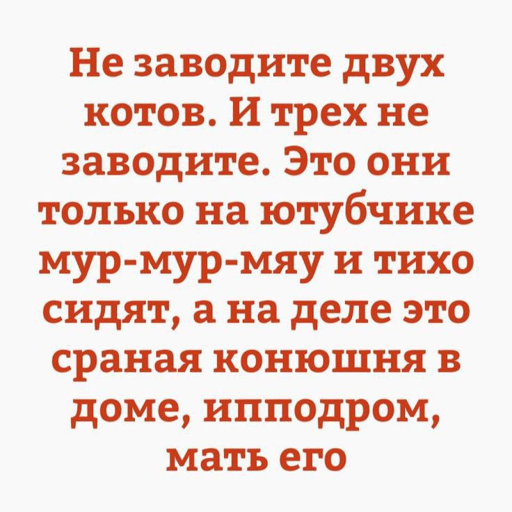 Не заводите двух котов И трех не заводите Это они только на ютубчике мур мур мяу и тихо сидят а на деле это сраная конюшня в доме ипподром мать его