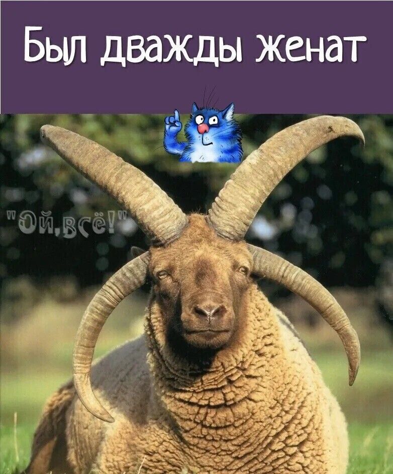 Баш давид зкачгагг