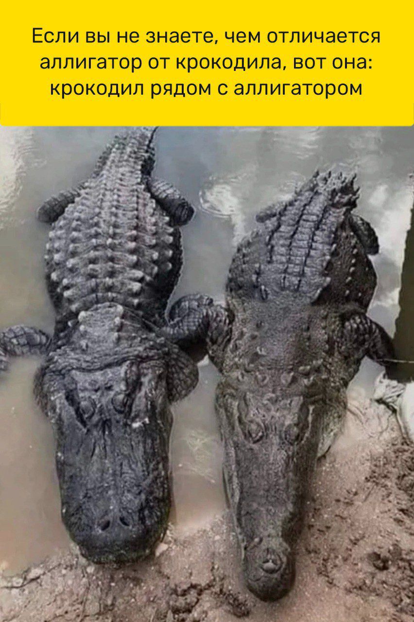 ЕСЛИ ВЫ НЕ знаете чем ОТЛИЧЭЭТСЯ ЭППИГЗТОР ОТ КРОКОДИЛЭ ВОТ она крокодил РЯДОМ С ЗПЛИГЭТОРОМ