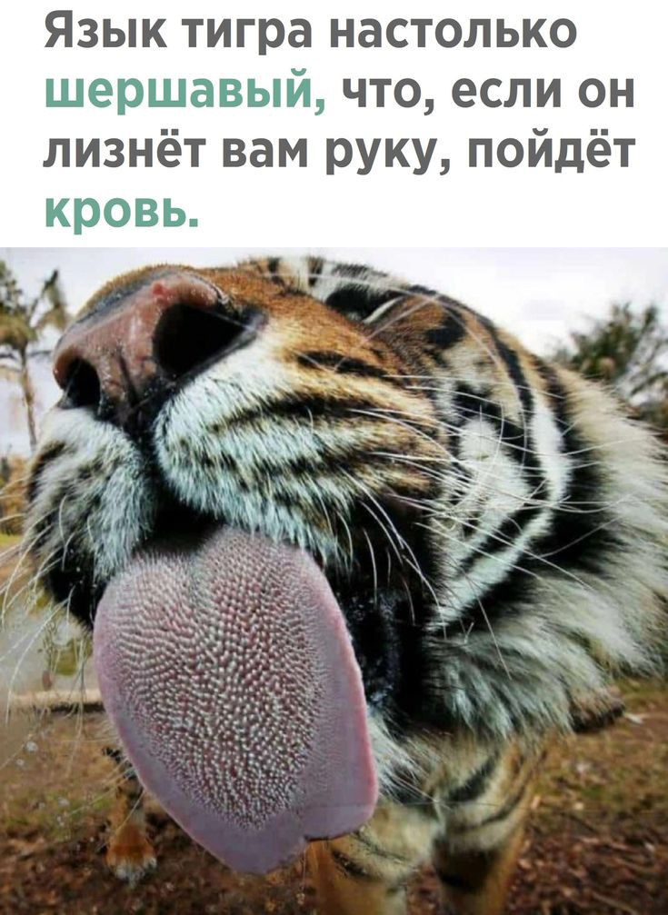 Язык тигра настолько щерщдвый что если он лизнёт вам руку пойдёт кровь