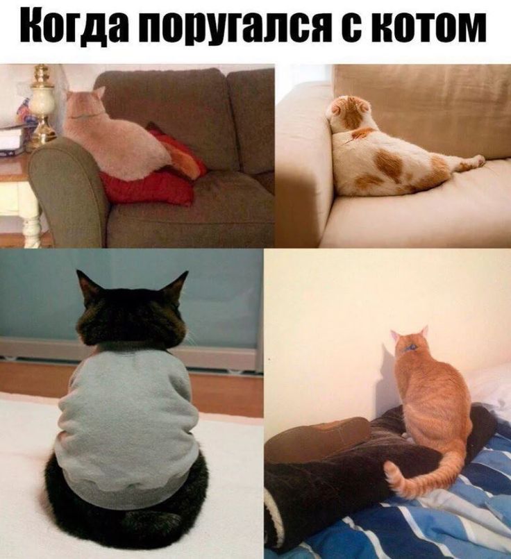 Когда ПШШПШВП котом щ