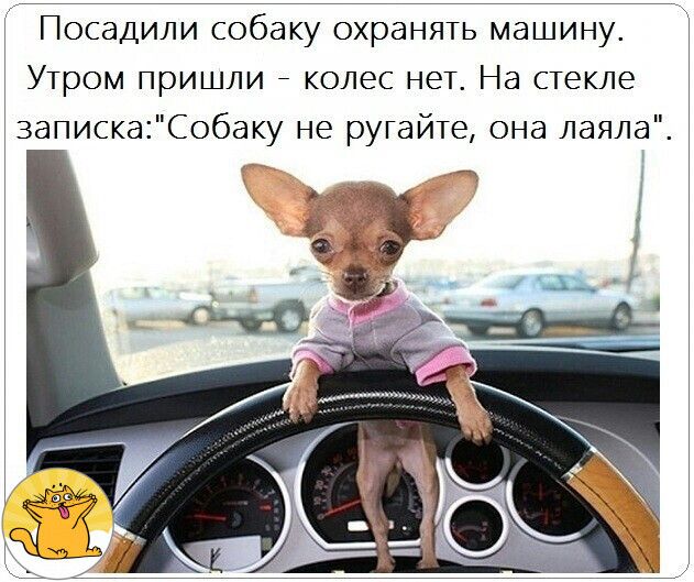 Посадили собаку охранять машину Утром пришли колес нет На стекле запискаСобаку не ругайте она лаяла