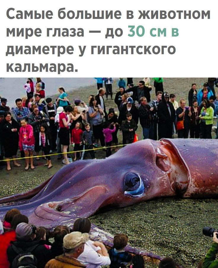 Самые большие в животном мире глаза до диаметре у гигантского кальмара