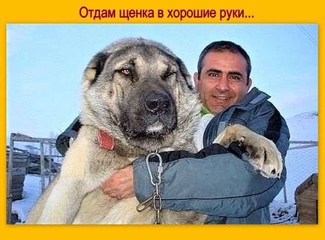 Отдам щенка в хорошие руки