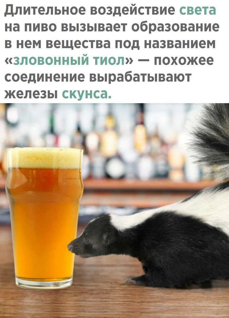 Длительное воздействие света на пиво вызывает образование в нем вещества под названием зловонный тиоп похожее соединение вырабатывают железы СКУНСЭ