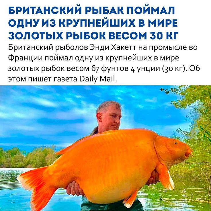 карими иский РЫЁАК поймдл одну из крупнгзиших в миша золотых рывок вассм за кг Британский рыболов Энди Хакетт а промысле во Франции поймал одну из крупнейших в мире золотых рыбок весом 57 фунтов унции 30 кг об этом пишет газета Ваііу Ман _ г