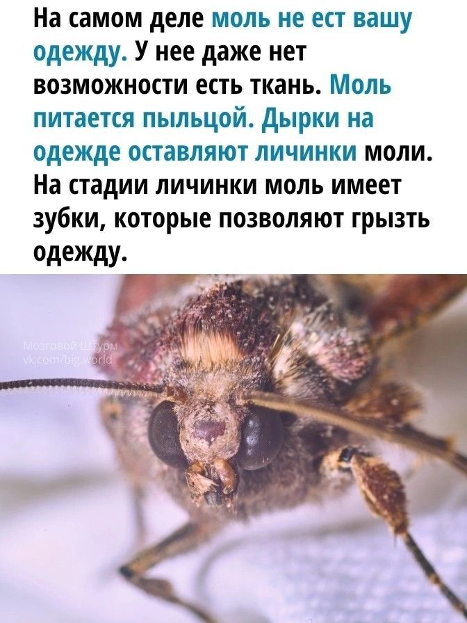 На самом деле моль не ест нашу одежду У нее даже нет возможности есть ткань Моль питается пыльцой дырки на одежде оставляют личинки моли На стадии личинки моль имеет зубки которые позволяют грызть одежду