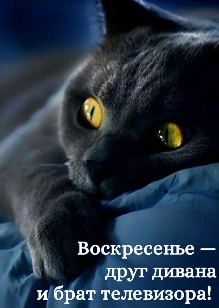 Воскресенье друг дивана и брат телевизора