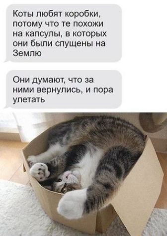 Коты любят коробки потому что те похожи на капсулы в которых они были спущены на Землю Они думают что за ними вернулись и пора упетать