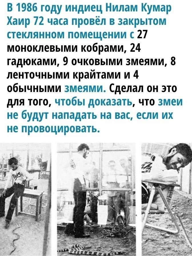 В 1986 году индиец Нилам Кумар Хаир 72 часа провёл в закрытом стеклянном помещении с 27 моноклевыми кобрами 24 гадюками 9 очковыми змеями 8 ленточными крайтами и 4 обычными змеями Сделал он это для того чтобы доказать что змеи не будут нападать на вас если их не провоцировать