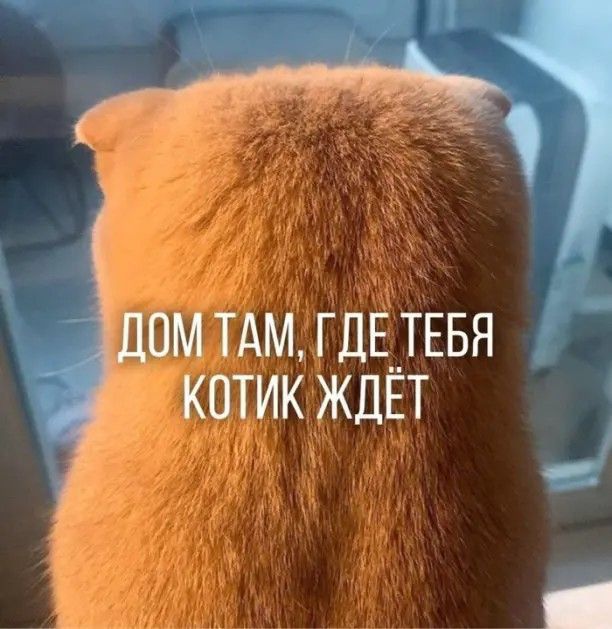 ом тдм гдшвя котик ЖДЕТ