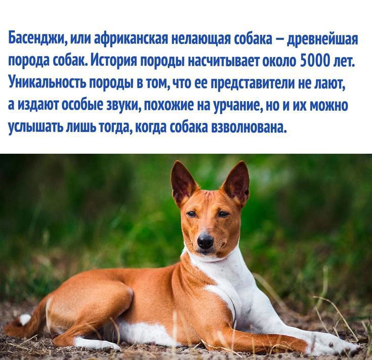 Басенджи или Фрикаикиаи падающая кабака древнейшая порода шацк История народы иасчишвает пиппп 000 печ УИИШЫШШ породы В МИЮ ЕЕ ПРЕДСПБИТЕЛИ ие ВКП издают аспбые звуки ппхожие иа урчание по и их можно УШЫШЩЬ ЛИШЬ ТПГді когда собаид ПВОШЮВЕН