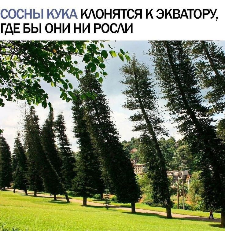 ССС іЫ ЁУАА КАОНЯТСЯ К ЭКВАТОРУ ГДЕ БЫ ОНИ НИ РОСИ