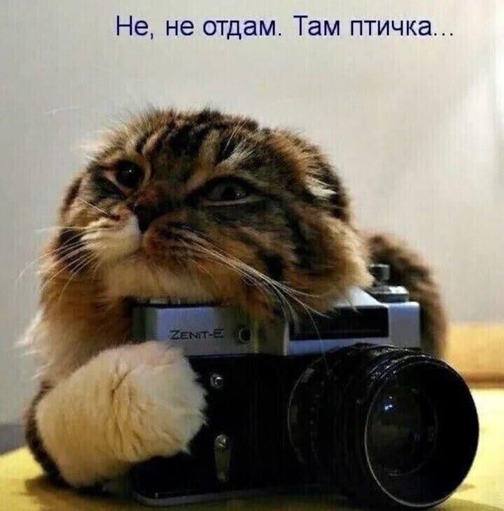 Не не отдам Там птичка