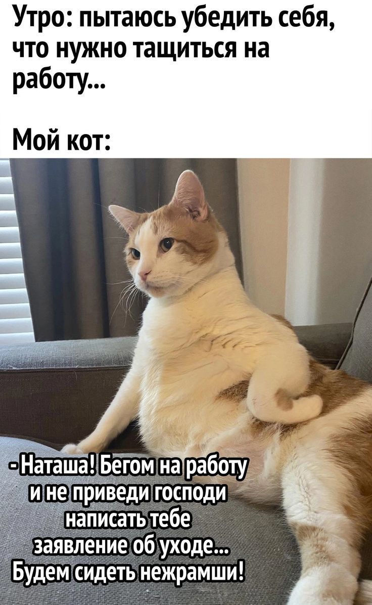 Утро пытаюсь убедить себя что нужно тащиться на работу Мой кот Наташа Бёгом ЬЁБЁЁЕЦ и не рйведи господи написать тебе аявление об уходе Будем сидеть нежрамши