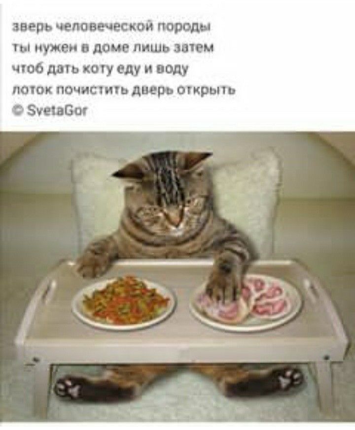 зверь чланеявскои породы и нужен в доме лишь зачем щоб дми коіу еду и воду попок почистит дверь огкрьпь Зчепбш