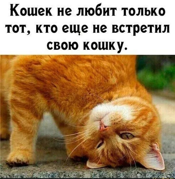 Кошек не любит только тот кто еще не встретил свою кошку