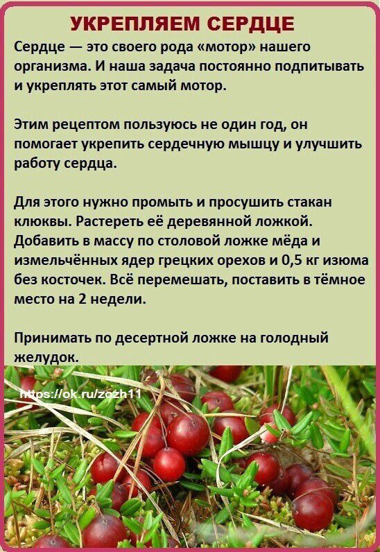 УКРЕППЯЕМ СЕРДЦЕ Сердце это своего рода мотор нашего организма и наша задача постоянно подпитывать и укрепить згтот самый мотор Этим рецептом пользуюсь не один год он помогает укрепить сердечную мышцу и улучшить работу сердца для этого нужно промыть и просушить стакаи клюквы Растереть её деревянной ложкой добвить в массу по половой ложке мёда и измельчёииых ядер грецким орехов и 05 кг изюма без ко
