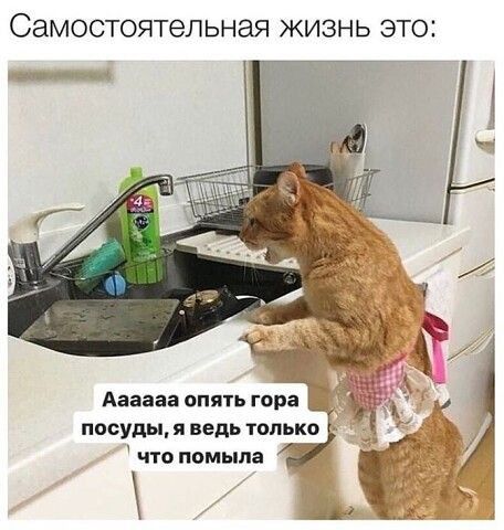 СЭМОСТОЯТЭЛЬНЭЯ ЖИЗНЬ ЭТОі что помыла