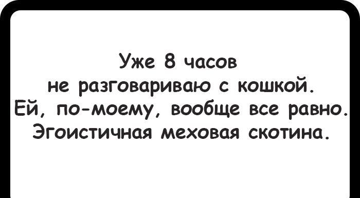 Уже 8 часов не разговариваю с кошкой Ей помоему вообще все равно ЭГОИСТИЧНЦЯ МЕХОВОЯ СКОТИНЦ