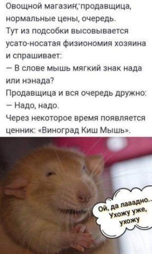 Овощнои магазин продавщица нормальные цены очередь Тут из подсобки высовывается усато носатая физиономия хозяина и спрашиваег В слове мышь мягкий знак нада или нэнада7 Продавщица и вся очередь дружно Надо надо Через некоторое время появляется ценник Виноград Киш Мышь