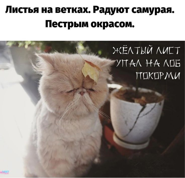 Листья на ветках Радуют самурая Пестрым окрасом ЖЁАТЫИ АИСТ УПА НА АВЕ ППКПРМИ