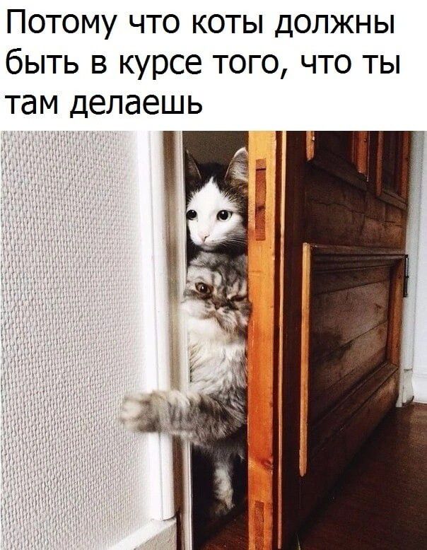 Потому что коты должны быть в курсе того что ты там делаешь
