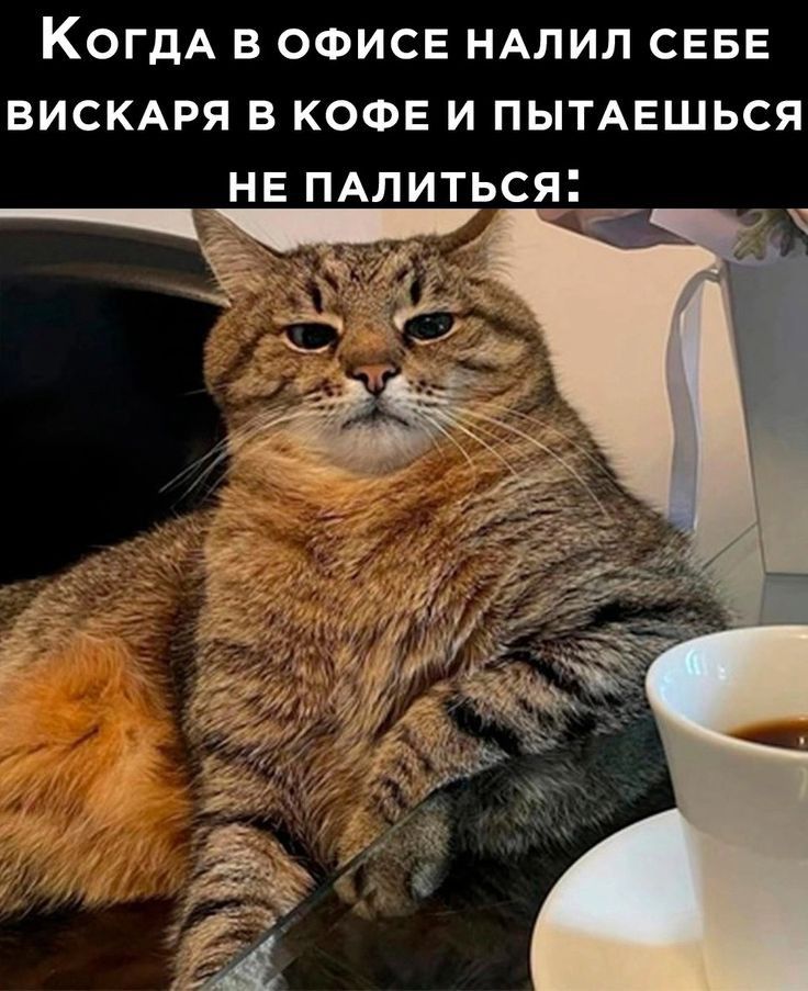 КОГДА В ОФИСЕ НАЛИЛ СЕБЕ ВИСКАРЯ В КОФЕ И ПЫТАЕШЬСЯ НЕ ПАЛИТЬСЯ Ч