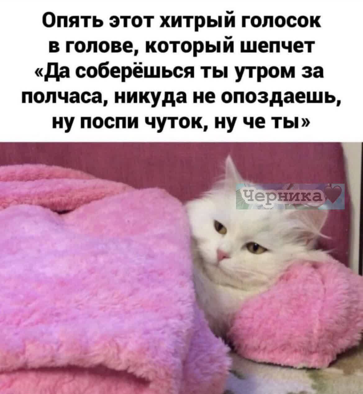 Опять этот хитрый голосок в голове который шепчет да соберёшься ты утром за полчаса никуда не опоздаешь иу поспи чуток ну че ты