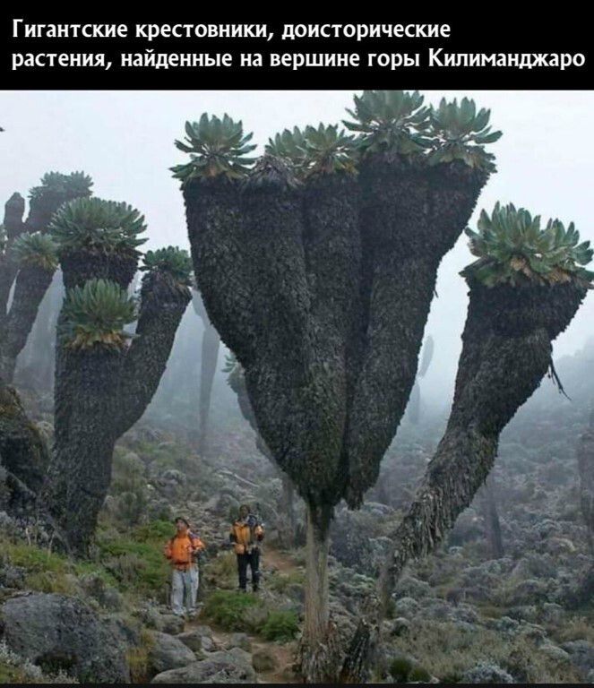 Гигантские крестовиики доистирические растения найденные на вершине горы Килиманджаро
