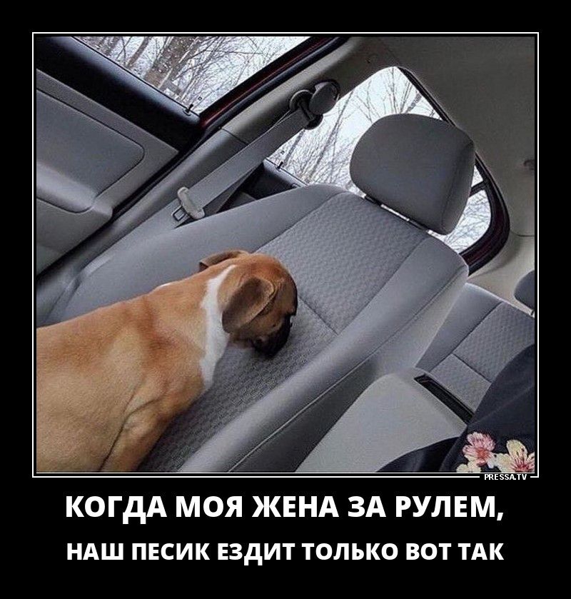 КОГДА МОЯ ЖЕНА ЗА РУЛЕМ ндш пвсик Ездит только вот ТАК