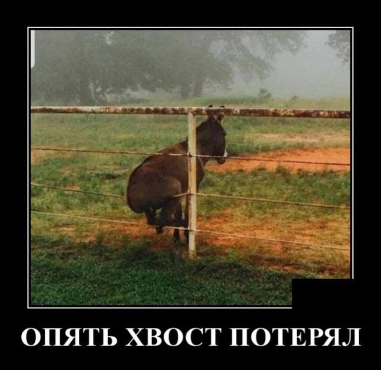 ОПЯТЬ ХВОСТ ПОТЕРЯЛ