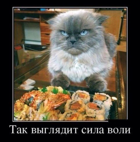 ич Та ОЛа 6 8 Так выглядит сила воли