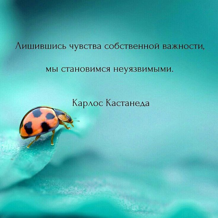 ись чувава соб мы становимся неуязвимыми Ка рАос Каста нем