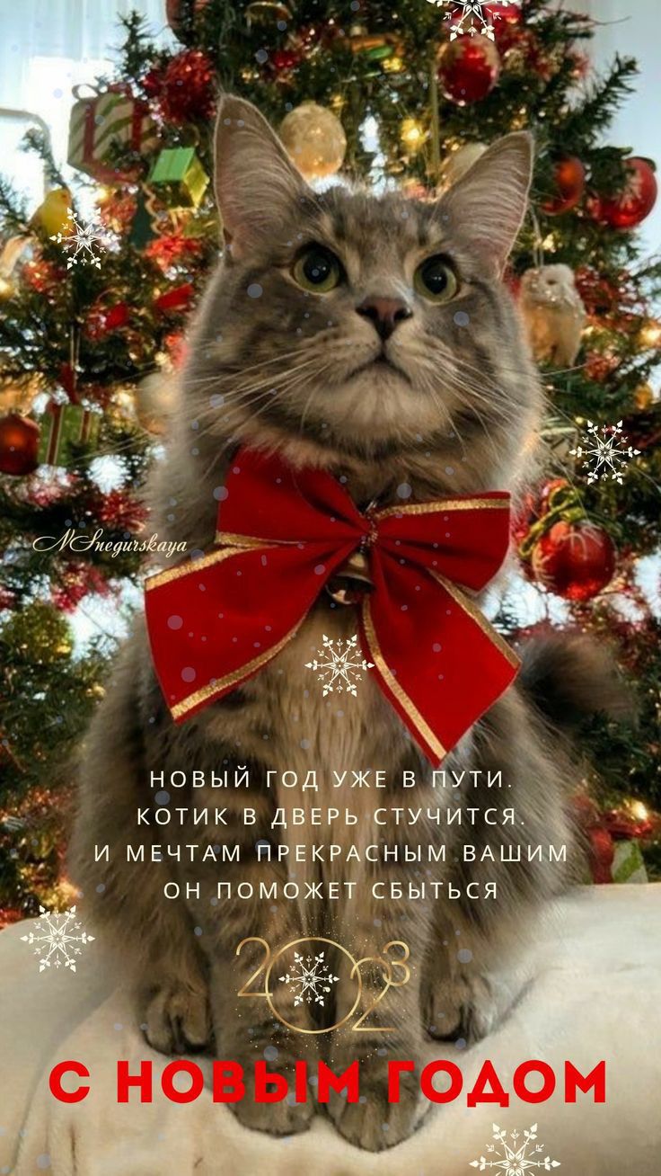 я новый год ЖЕ щ котик в дань т тиц и МЕЧТАМ пткррЁным ВАШ он помёжвт свьіться