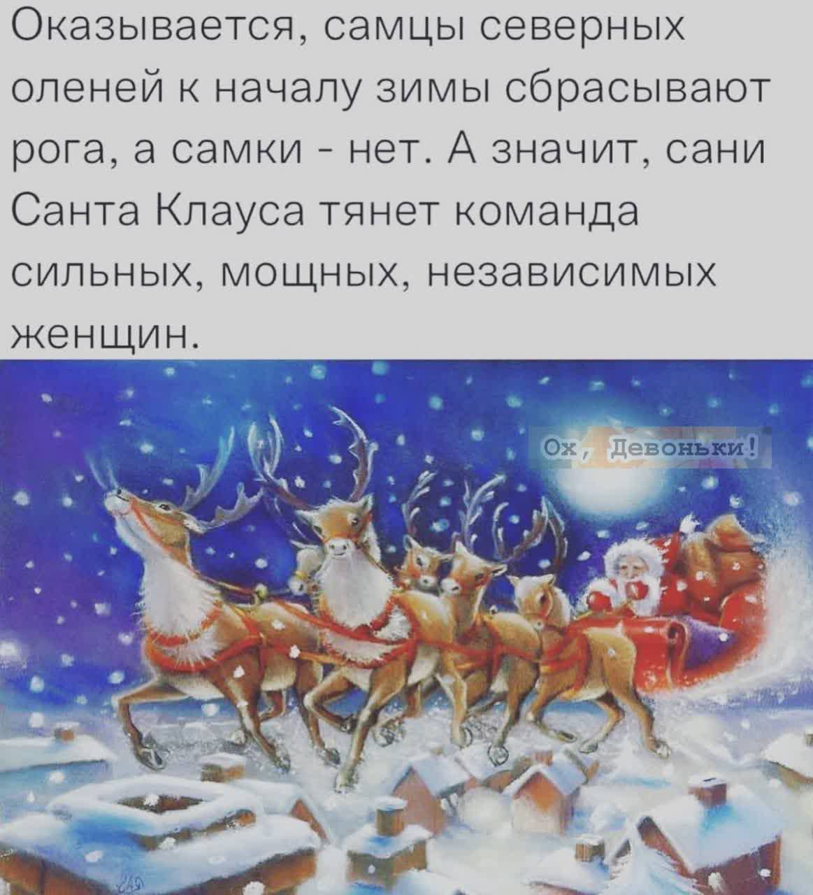 Оказывается самцы северных оленей начапу зимы сбрасывают рога а самки нет А значит сани Санта Клауса тянет команда сильных мощных независимых Ёнщин