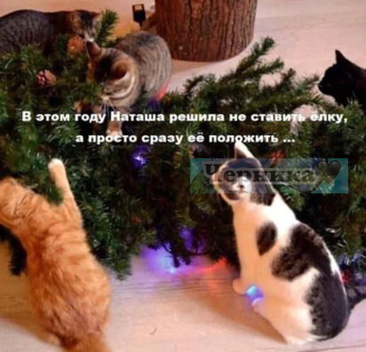 в ш _ 5 ф т ип ц айс цуп мл икт