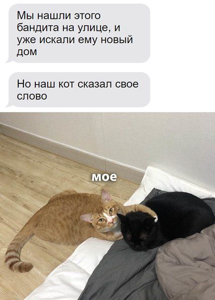 Мы нашли этого бандита на улице и уже искали ему новый дом НО НЭШ КОТ сказал свое СЛОВО