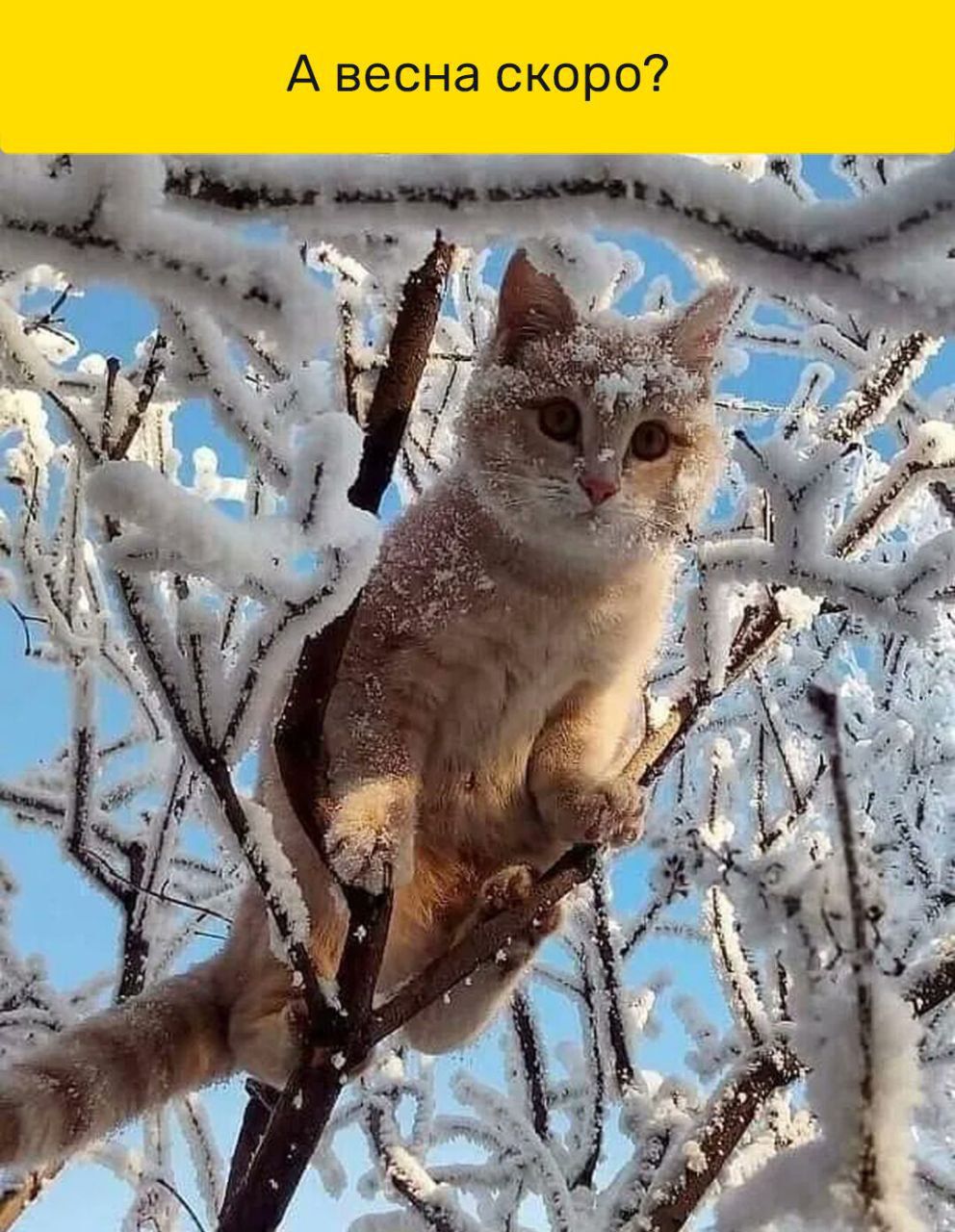 А весна скоро