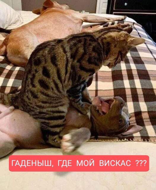 гщшыщгдемойвишст